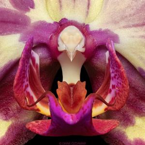 Phalaenopsis Miki Crown