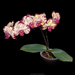 Phalaenopsis Miki Crown