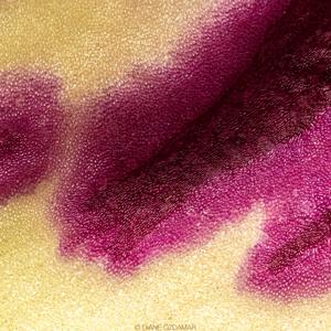 Phalaenopsis Miki Crown