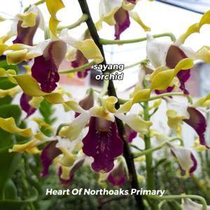 Dendrobium Heart of Northoaks Primary