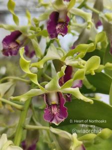 Dendrobium Heart of Northoaks Primary