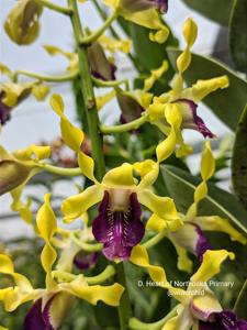 Dendrobium Heart of Northoaks Primary