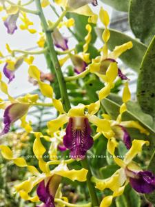 Dendrobium Heart of Northoaks Primary