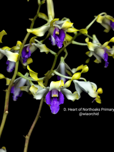 Dendrobium Heart of Northoaks Primary