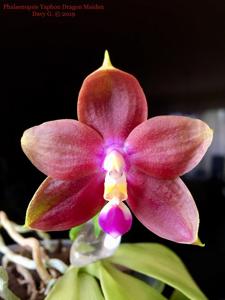 Phalaenopsis Yaphon Dragon Maiden