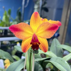 Cattleya A Miracle Everyday