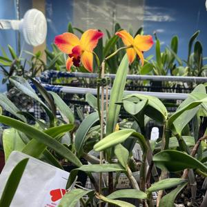 Cattleya A Miracle Everyday