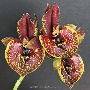 Catasetum Extravaganza