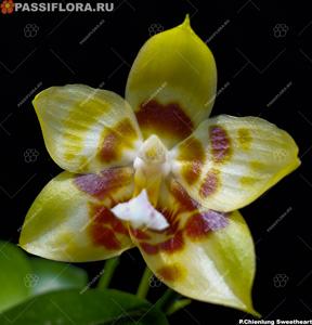 Phalaenopsis Chienlung Sweetheart