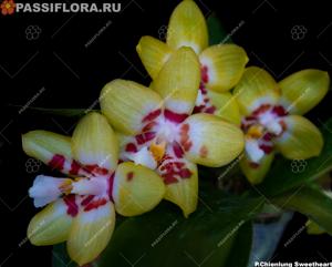 Phalaenopsis Chienlung Sweetheart