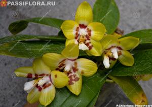 Phalaenopsis Chienlung Sweetheart