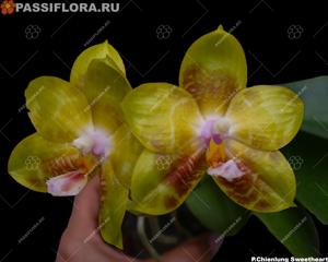 Phalaenopsis Chienlung Sweetheart