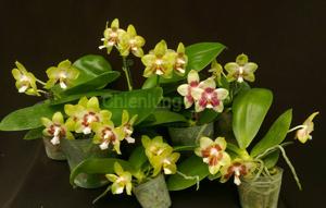 Phalaenopsis Chienlung Sweetheart