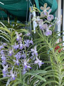 Papilionanda Pohchang