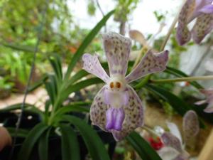 <i>Vanda</i> Ben Jasmine