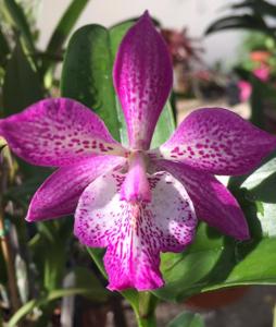 Epicatarthron Hilo Adventure