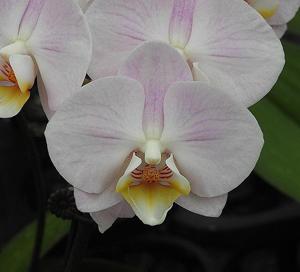 Phalaenopsis Younghome San Diego