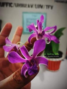 Dendrobium Godfrey Seeto