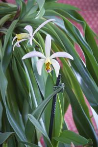 Brassocattleya Christine K