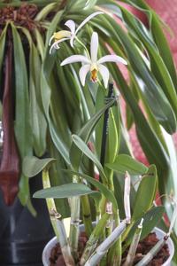 Brassocattleya Christine K