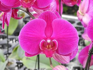 Phalaenopsis Big Chili