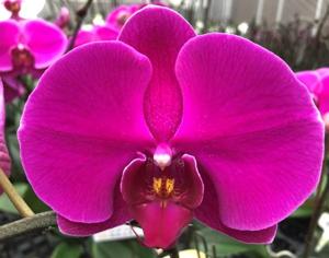 Phalaenopsis Big Chili