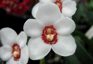 Sarcochilus Shimmy