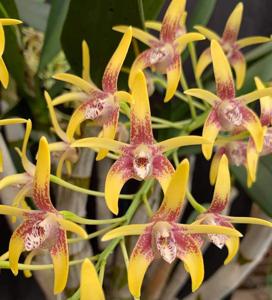 Dendrobium Brimbank Sunshine