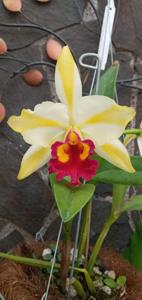 Rhyncattleanthe Fu Shu Glory