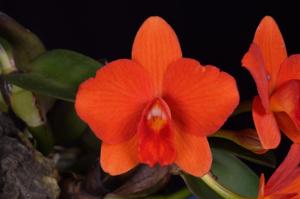 Cattleya Tiny Star