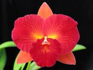 Rhyncholaeliocattleya Fantasy Circle