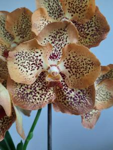 Vanda Sanchai Gold Spots