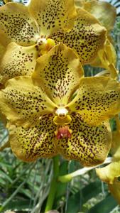 Vanda Sanchai Gold Spots