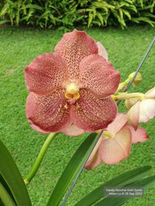 Vanda Sanchai Gold Spots