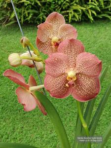 Vanda Sanchai Gold Spots