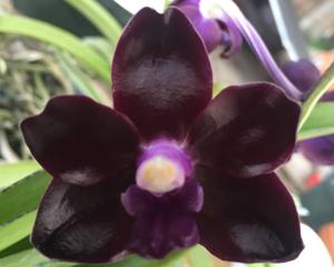 Vanda Motes Midnight