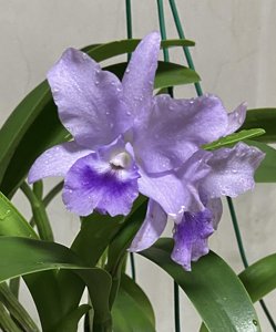 Cattlianthe Ernest Chew