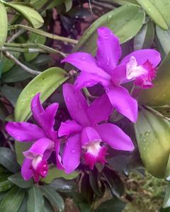 Cattleya Aileen Chew