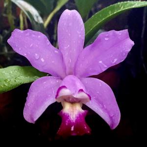 Cattleya Aileen Chew