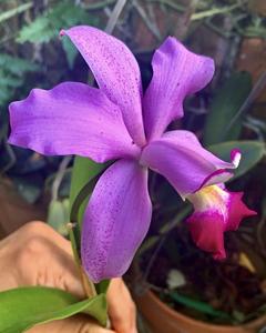 Cattleya Aileen Chew