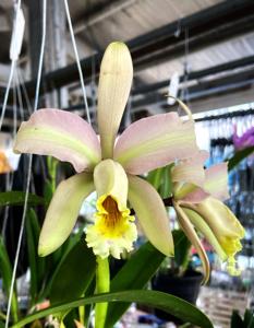 Cattleya Ai Lin Chew Tan