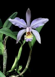 Cattleya Ai Lin Chew Tan