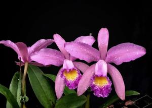 Cattleya Ai Lin Chew Tan
