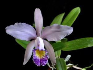 Cattleya Ai Lin Chew Tan