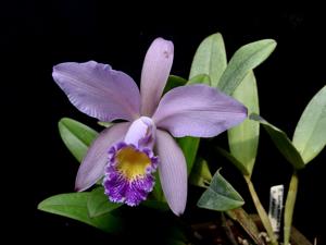 Cattleya Ai Lin Chew Tan