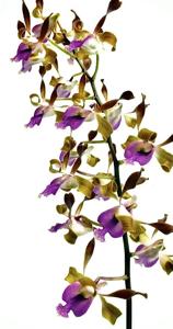 Dendrobium Alistair Martyn Chew