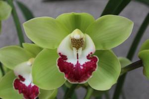 Cymbidium Shake your Booty