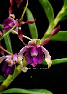 Dendrobium Kraikan Sirirungsi