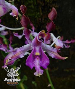 Dendrobium Kraikan Sirirungsi