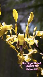 Dendrobium Royal Botanic Gardens Kew